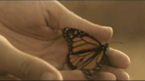 El Circo de la Mariposa (2a parte) subtitulada The Butterfly Circus