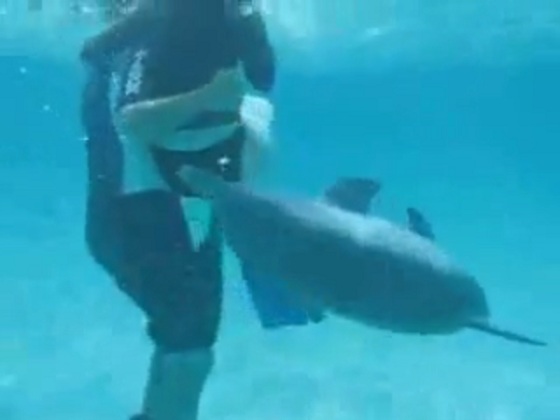 Delfín intenta violar a bella mujer