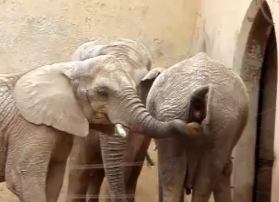 A Visit to the Zoo to see these strange Elephants